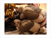 Grey-Healthy-parrot-for-free-adoption