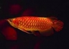 quality-Live-Arowana-Fish-Available
